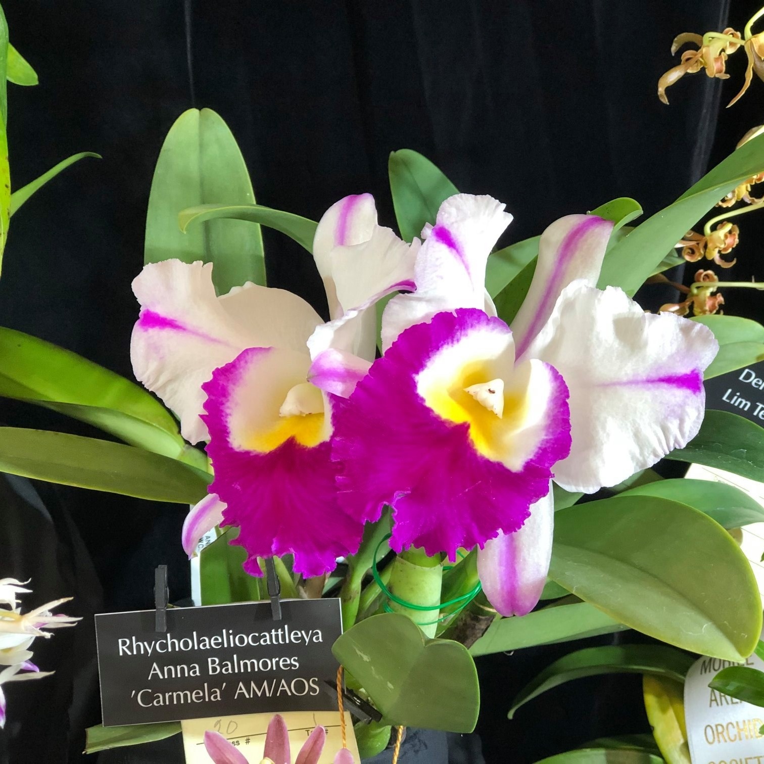Mobile Orchid Society
